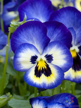 Load image into Gallery viewer, Fall Pansy
