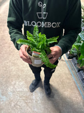 Load image into Gallery viewer, Australian Sword Fern
