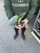 Load image into Gallery viewer, Alocasia maharani
