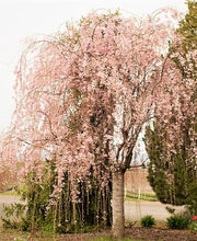 Load image into Gallery viewer, Cherry Tree 'Weeping Subhirtella'
