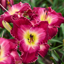 Load image into Gallery viewer, Daylily &#39;Blood Sweat &amp; Tears&#39;
