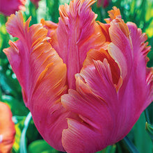 Load image into Gallery viewer, Tulip &#39;Amazing Parrot
