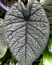 Load image into Gallery viewer, Alocasia melo
