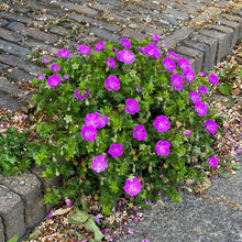 Load image into Gallery viewer, Geranium 'Max Frei'
