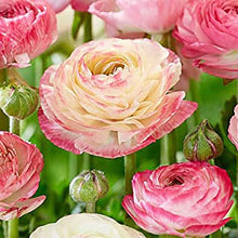 Load image into Gallery viewer, Ranunculus
