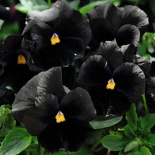 Load image into Gallery viewer, Fall Pansy
