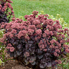 Load image into Gallery viewer, Sedum 'Night Embers'
