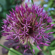 Load image into Gallery viewer, Allium &#39;Purple Rain&#39;
