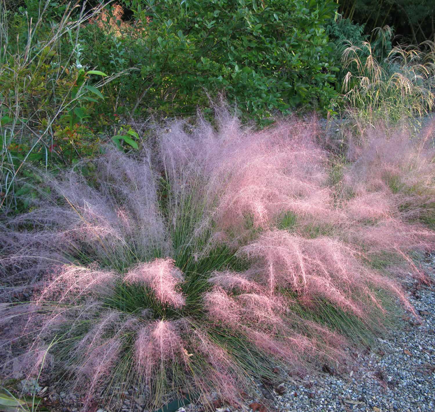 Muhlenbergia 'Undaunted'