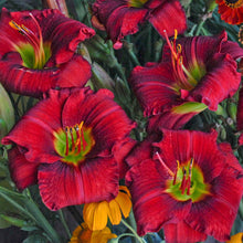 Load image into Gallery viewer, Daylily &#39;Funny Valentine&#39;
