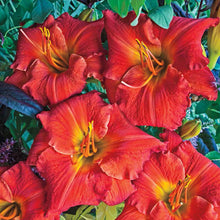 Load image into Gallery viewer, Daylily &#39;Desert Flame&#39;
