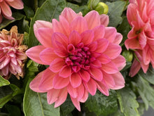 Load image into Gallery viewer, Dahlias
