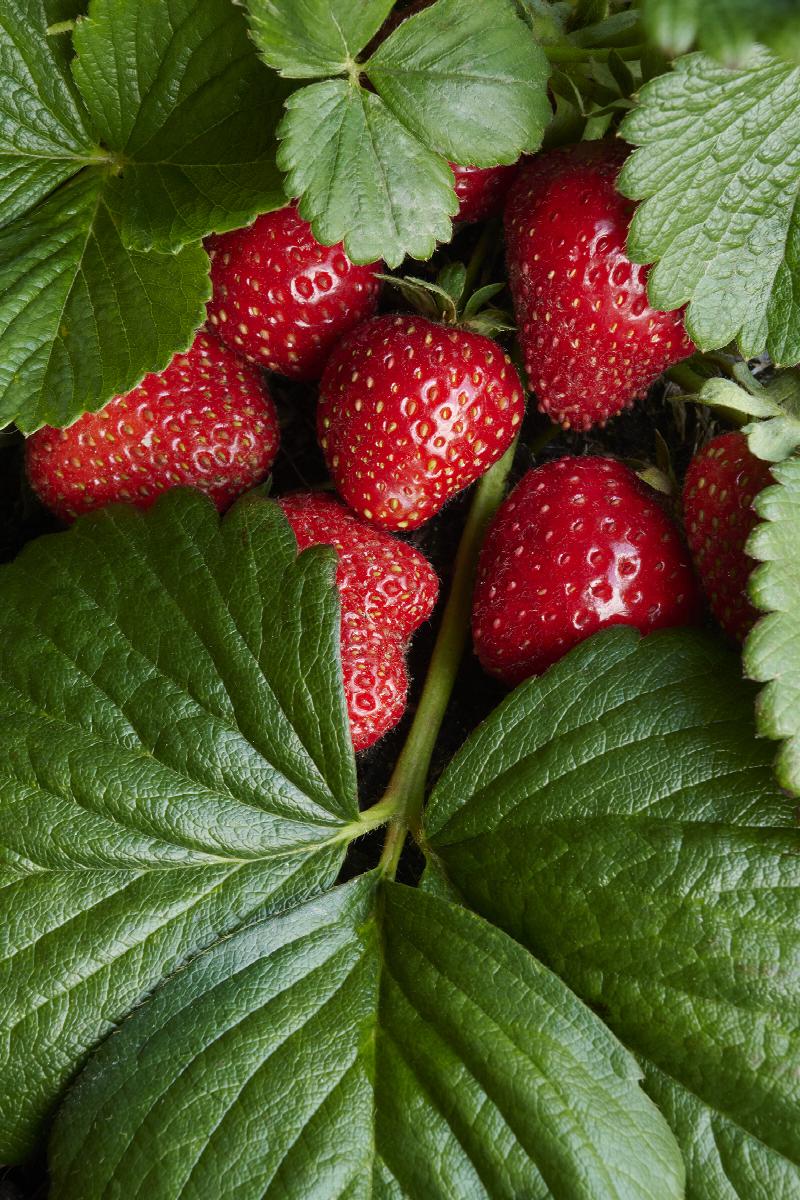 Strawberry 'Eclair'