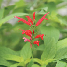 Load image into Gallery viewer, Pineapple Sage
