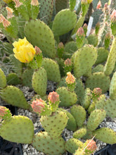 Load image into Gallery viewer, Eastern Prickly Pear Cactus (Optunia humifusa)
