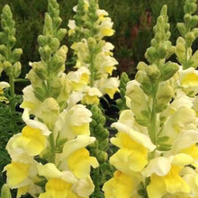 Load image into Gallery viewer, Snapdragons
