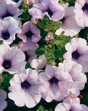 Load image into Gallery viewer, SUPERTUNIAS®
