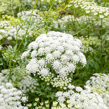 Load image into Gallery viewer, Ultimate Cut Flower Garden Pack
