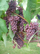 Load image into Gallery viewer, Grape &#39;Vanessa&#39;
