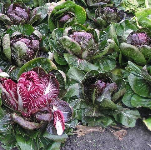 Radicchio - 6 pack