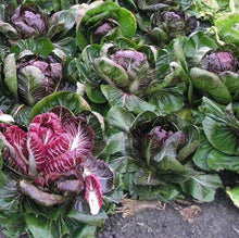 Load image into Gallery viewer, Radicchio - 6 pack
