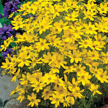 Load image into Gallery viewer, Coreopsis &#39;Zagreb&#39;
