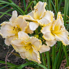 Load image into Gallery viewer, Daylily &#39;Marque Moon&#39;
