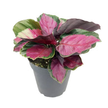 Load image into Gallery viewer, Calathea &#39;Rosy&#39;
