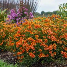 Load image into Gallery viewer, Coreopsis &#39;Crazy Cayenne&#39;

