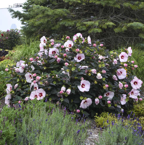 Hibiscus 'Perfect Storm'