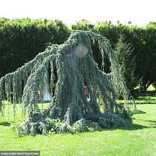 Load image into Gallery viewer, Weeping Blue Atlas Cedar
