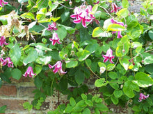 Load image into Gallery viewer, Clematis &#39;Etoile Rose&#39;
