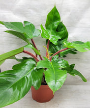 Load image into Gallery viewer, Philodendron squamiferum
