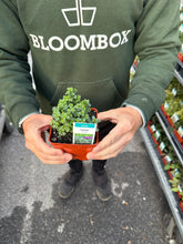 Load image into Gallery viewer, Thyme &#39;Lemon&#39;
