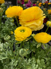 Load image into Gallery viewer, Ranunculus
