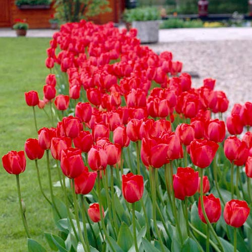 Tulip 'Red Impression'