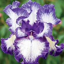 Load image into Gallery viewer, German Iris &#39;Hemstiched&#39;
