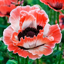 Load image into Gallery viewer, Poppy (Papaver) &#39;Carnival&#39;
