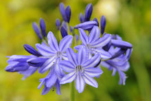 Load image into Gallery viewer, Agapanthus &#39;Northern Star&#39;
