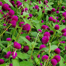Load image into Gallery viewer, Gomphrena
