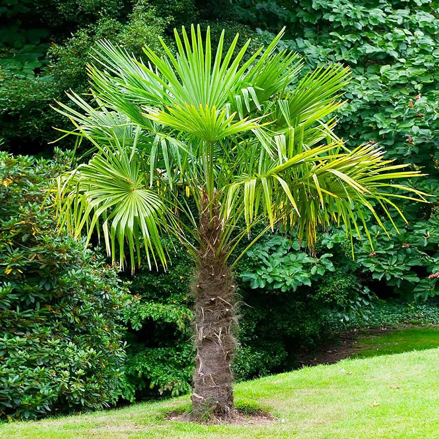 Hardy Windmill Palm