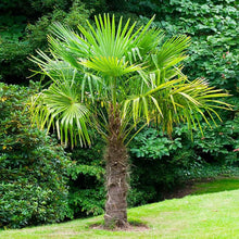 Load image into Gallery viewer, Hardy Windmill Palm
