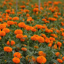 Load image into Gallery viewer, Marigold 'Xochi Orange'
