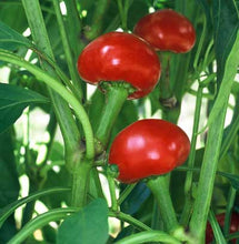 Load image into Gallery viewer, Pepper &#39;Red Cherry Hot&#39;
