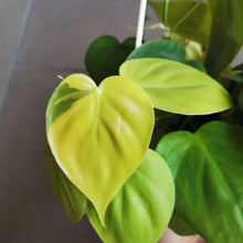 Load image into Gallery viewer, Philodendron &#39;Lemon Lime&#39;
