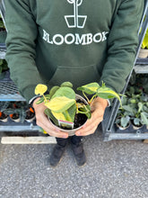 Load image into Gallery viewer, Philodendron &#39;Brasil&#39;
