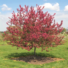Load image into Gallery viewer, Crabapple Tree 'Perfect Purple'
