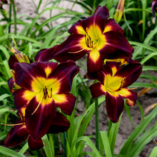 Load image into Gallery viewer, Daylily &#39;Persian Ruby&#39;
