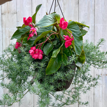 Load image into Gallery viewer, Hanging Basket- Red Begonia + Lotus Vine
