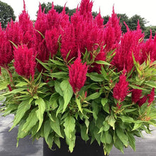 Load image into Gallery viewer, Celosia
